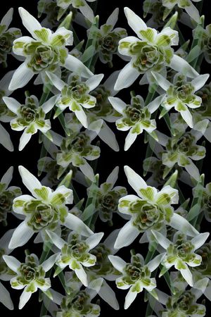 花卉写真印花华亿平台图片