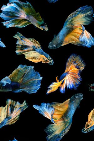 泰国印花华亿平台图片