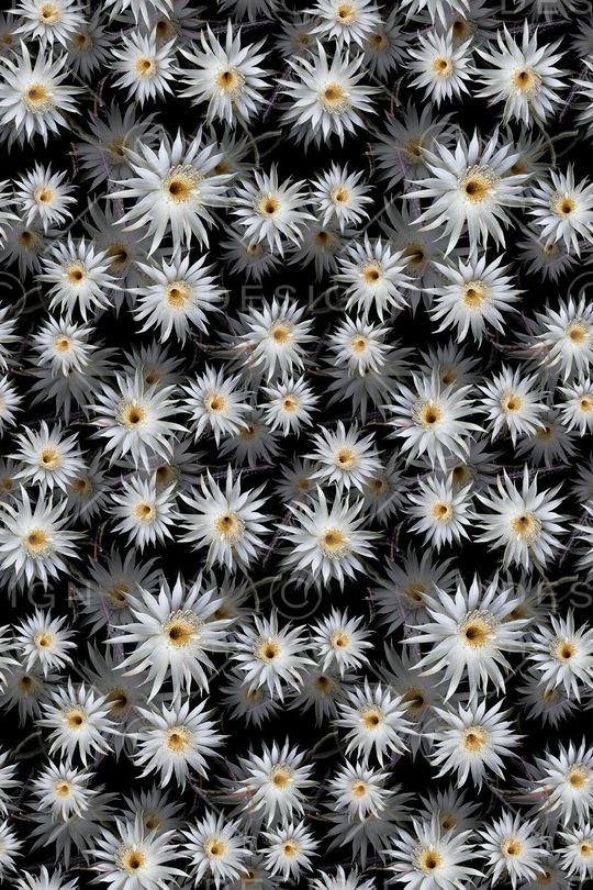 青蓝雅韵系列印花华亿平台图片