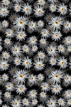 青蓝雅韵系列印花华亿平台图片