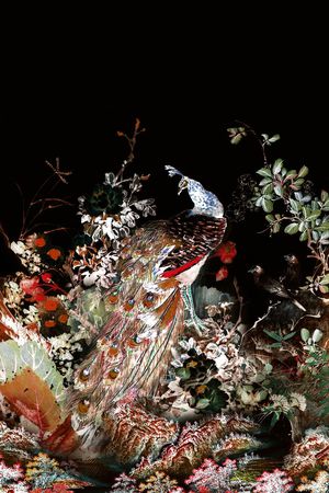 孔雀印花华亿平台图片