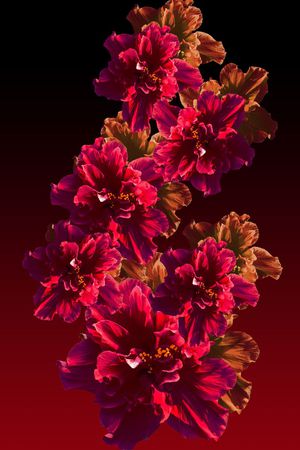 酒红印花华亿平台图片