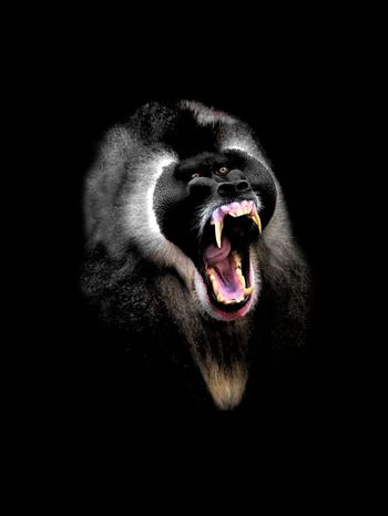 狒狒印花华亿平台图片