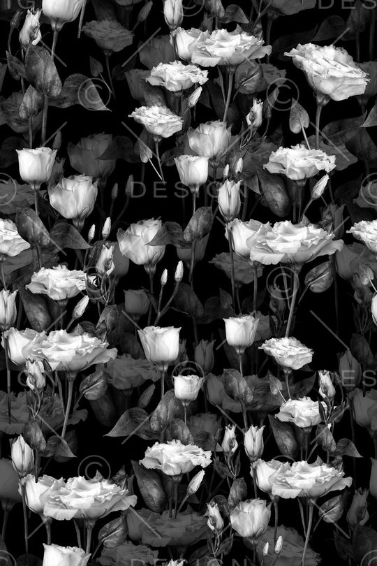 照片印花华亿平台图片