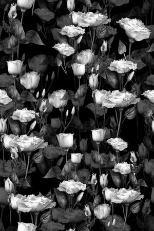 照片印花华亿平台图片