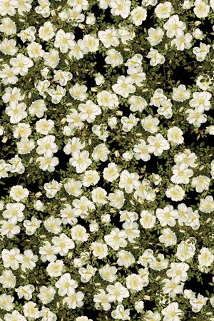 小碎花印花华亿平台图片