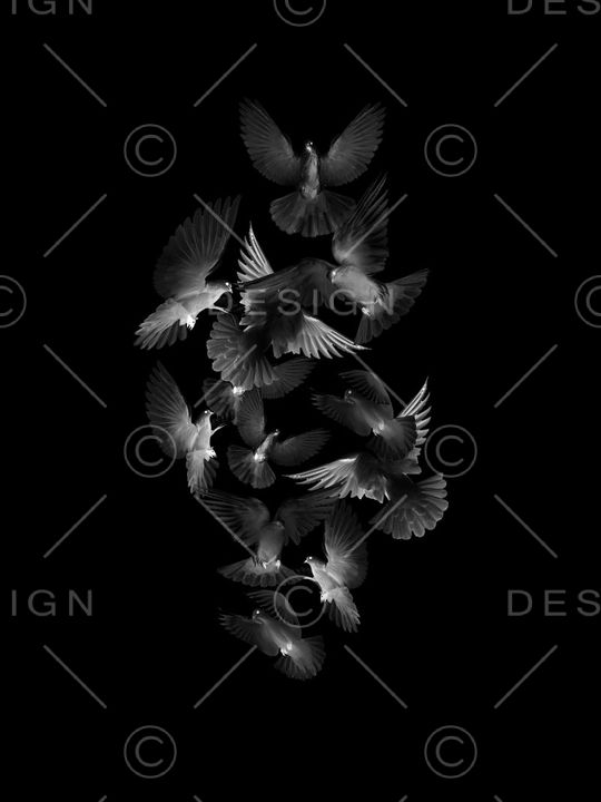 黑鸽子印花华亿平台图片