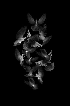 黑鸽子印花华亿平台图片