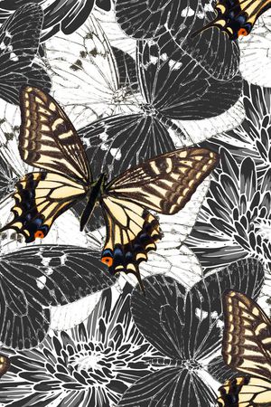 翅膀印花华亿平台图片