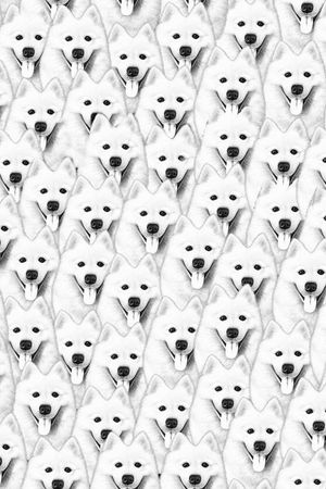 动物印花华亿平台图片