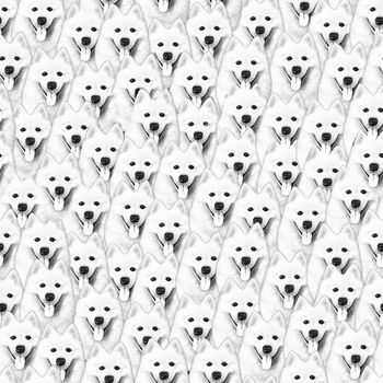 697001-微笑天使萨摩耶