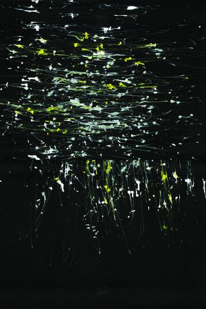 面料急诊--密集恐惧症印花华亿平台图片