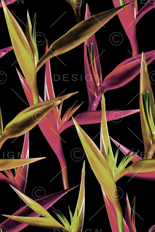 天堂鸟印花华亿平台图片