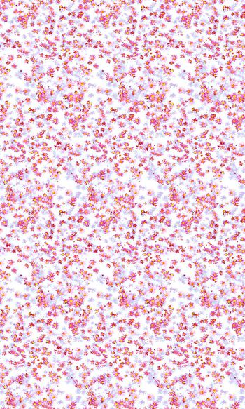 698397-彩色小雏菊--2