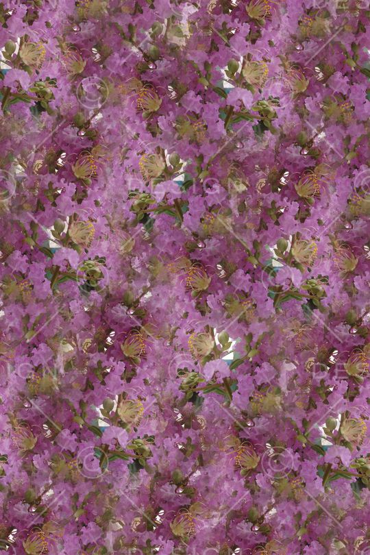 紫薇印花华亿平台图片