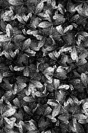 黑白花印花华亿平台图片