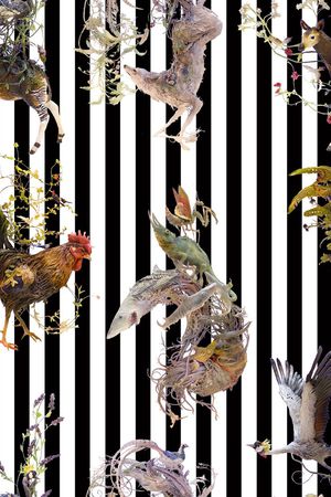 动物印花华亿平台图片