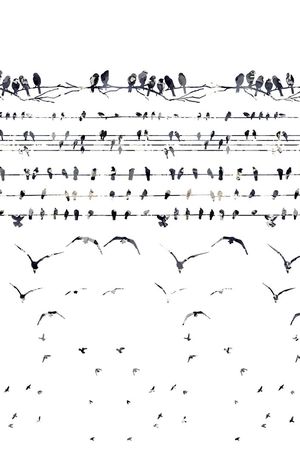 鸟印花华亿平台图片