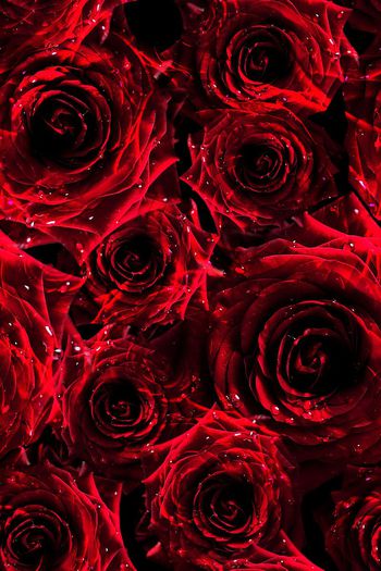 玫瑰花印花华亿平台图片