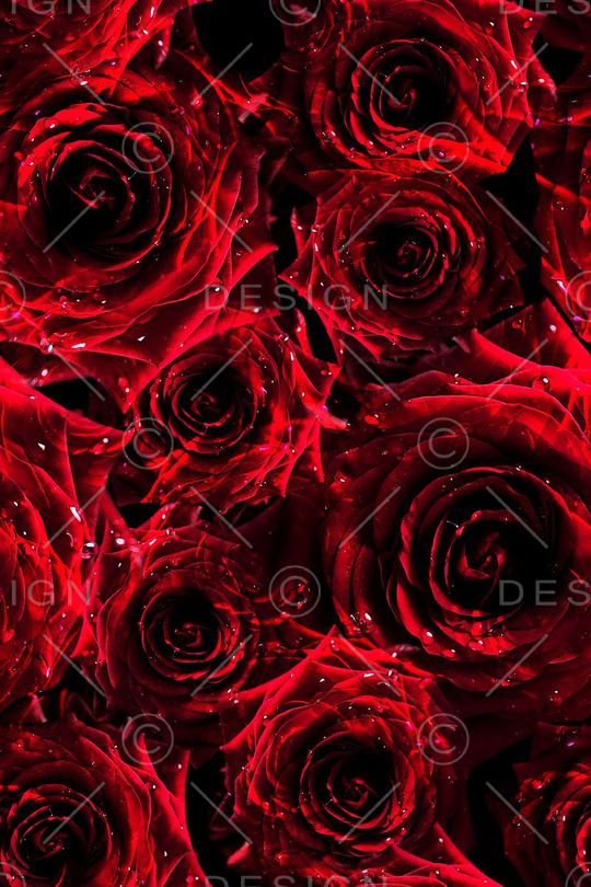 玫瑰花印花华亿平台图片