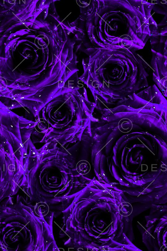 玫瑰花印花华亿平台图片