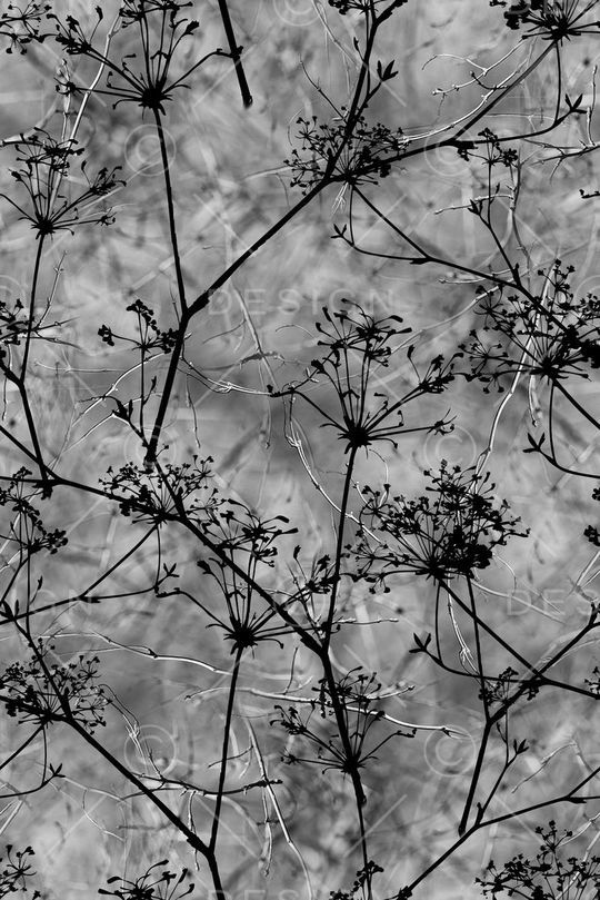 植物印花华亿平台图片