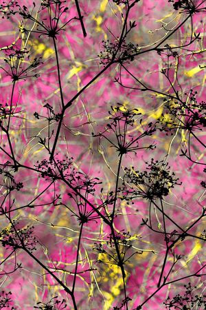 植物印花华亿平台图片