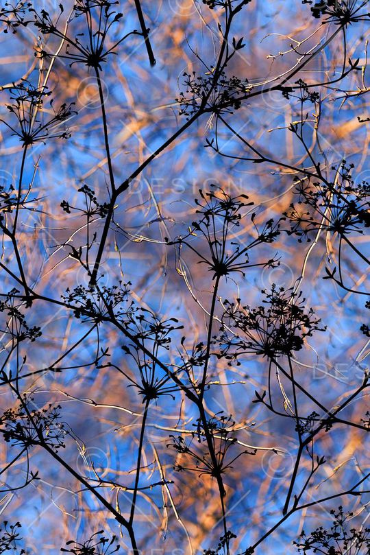 植物印花华亿平台图片