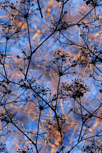 植物印花华亿平台图片