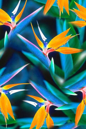 天堂鸟印花华亿平台图片