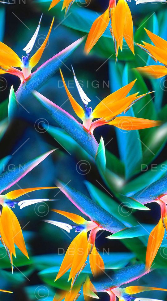 天堂鸟印花华亿平台图片