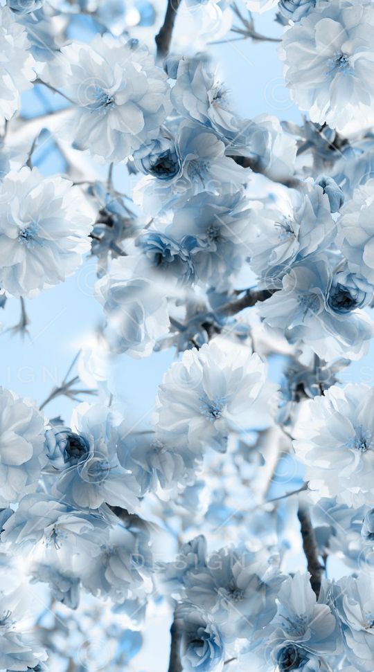 梨花印花华亿平台图片