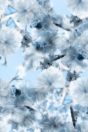 梨花印花华亿平台图片