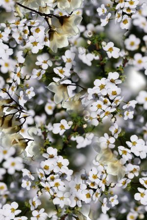 花朵印花华亿平台图片