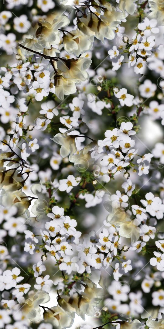 花朵印花华亿平台图片