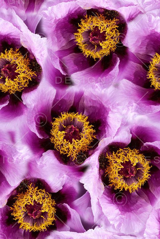 手绘花卉数码印花印花华亿平台图片