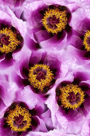 手绘花卉数码印花印花华亿平台图片