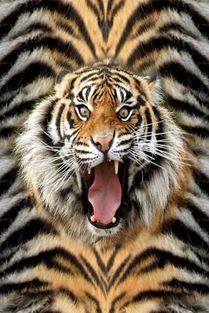 虎头印花华亿平台图片