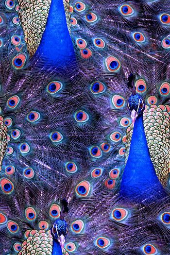 孔雀印花华亿平台图片