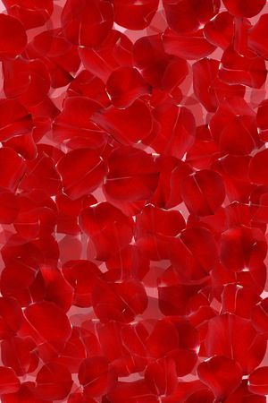 花鸟印花华亿平台图片