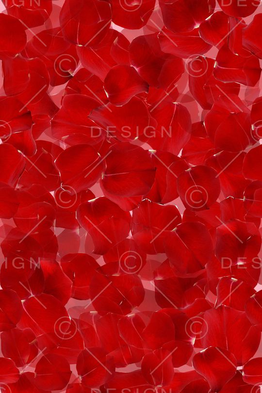 花鸟印花华亿平台图片