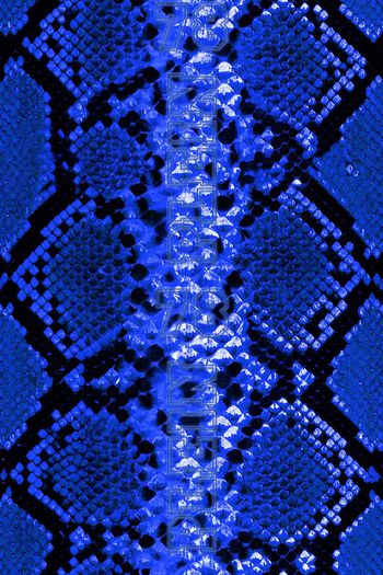 702142-41419481snake1