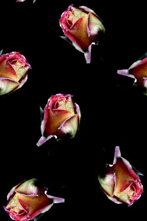 玫瑰花花卉数码印花印花华亿平台图片