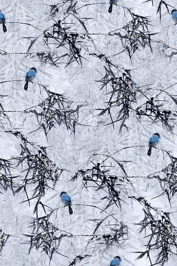 703670-0904国画树枝小鸟-2