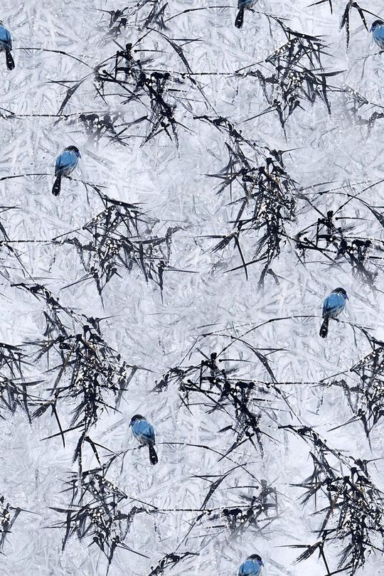 国画竹子花鸟印花华亿平台图片