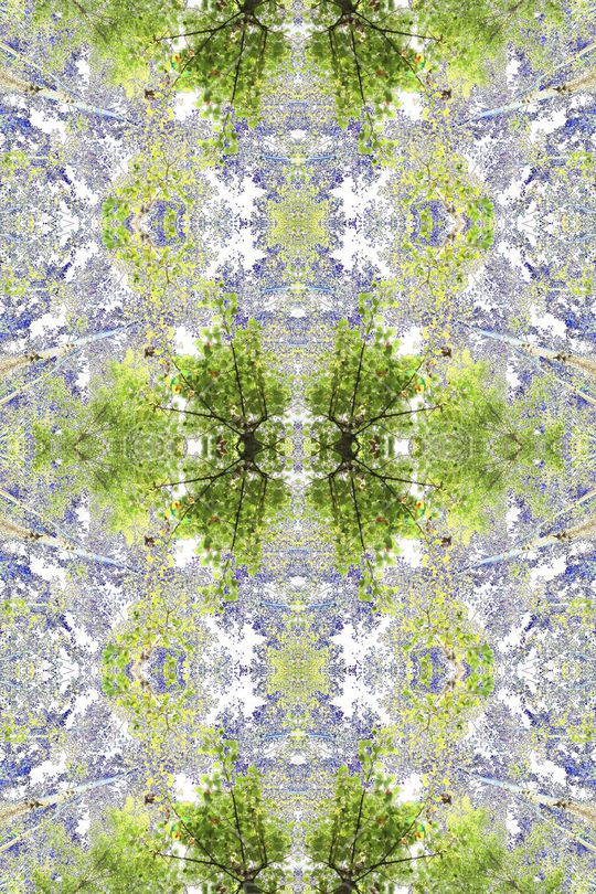 树木印花华亿平台图片