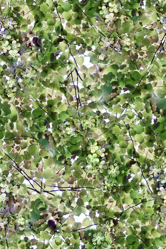 手绘风景植物叶子印花华亿平台图片