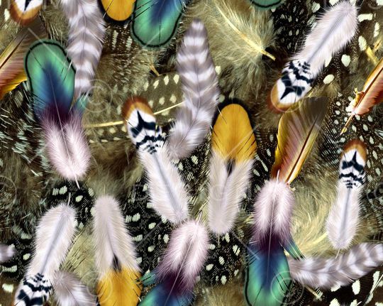 羽毛印花华亿平台图片