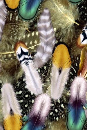 羽毛印花华亿平台图片