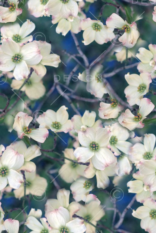 抽象手绘油画花朵植物数码印花印花华亿平台图片